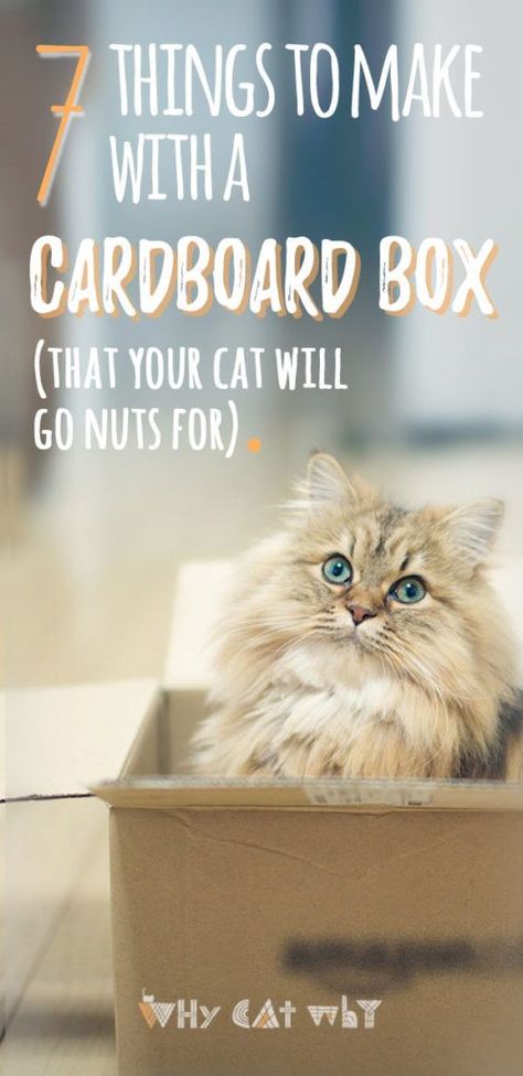 7 Things You Can Make With a Box (That Your Cat Will Go Bonkers For) | Cat Forts Cardboard Boxes, Cat Pole Diy, How To Make A Cat Toy, Diy Cat Toys Easy Cardboard Boxes, Diy Cat Toys Kittens, Cat Set Up, Cat Enrichment Ideas, Cardboard Cat Toys, Cat House Diy Cardboard