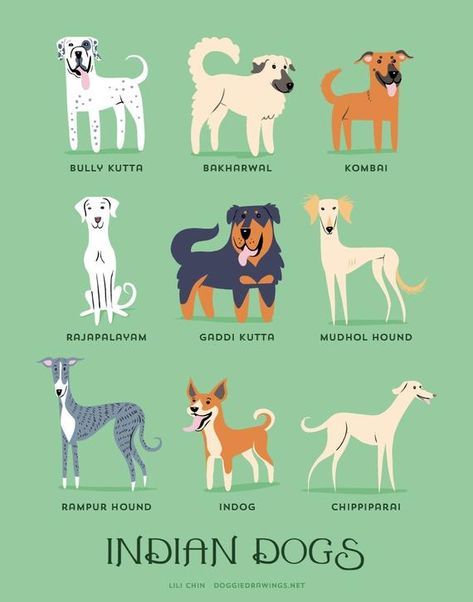 Dog Drawing Tattoo, Cat Dog Drawing, Dog Breeds Chart, Asian Dogs, Dog Infographic, November Sale, Indian Independence, Dog Breeds List, Easiest Dogs To Train