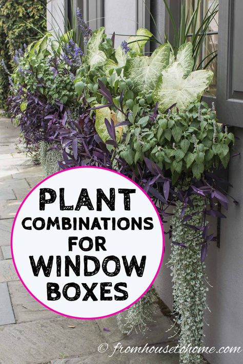 These Charleston window boxes use beautiful shade and sun plants to add great curb appeal to the front yard garden. Get inspiration from their window box ideas to design gorgeous flower box plant combinations for your own home. #fromhousetohome #charleston #garden #containers #flowers Flower Box Ideas, Window Box Ideas, Impatiens Plant, Flower Combinations, Window Box Plants, Window Box Garden, Window Box Flowers, Window Planters, Vegetable Garden For Beginners