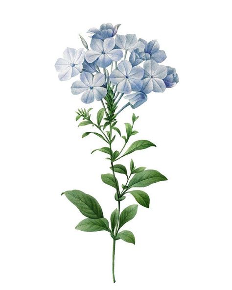 BLUE PLUMBAGO digital download, created by me using a vintage flower illustration placed on my own custom textured vintage-inspired background, a light neutral (cream) background and a contemporary solid white background. Included in this listing are 3 JPG digital files at 300 ppi resolution, each 2400x3000 pixels. Frames shown are for presentation purposes only and are NOT included with image downloads. Print sizes are 8x10 inches. You can print at home with your own printer. I suggest card sto Blue Plumbago, Botanical Print Set, Antique Illustration, Flower Printable, Flower Clipart, Rock Design, Botanical Wall Art, Flower Illustration, Lights Background