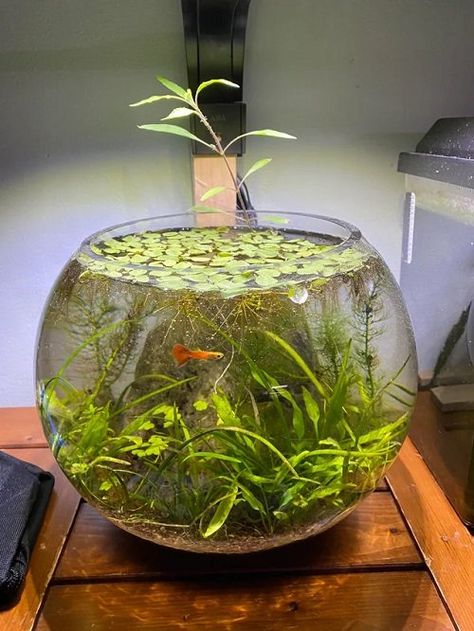 18 Best Plants to Grow in Glass Bowls of Water Water Plants Indoor Fish, Beta Fish Bowl Ideas Plants, Plants With Fish In Vase, Planted Vase Aquarium, Fish Bowl Ecosystem, Creative Fish Bowl Ideas, Fish And Plant Ecosystem, Fish Tank Scapes, Fish Bowl Terrarium Ideas