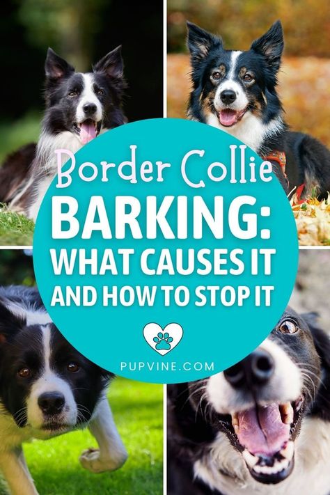 Easy Dog Treats, Border Collie Puppies, Collie Puppies, Stop It, Play Soccer, Dog Behavior, Training Your Dog, Border Collie, Dog Treats