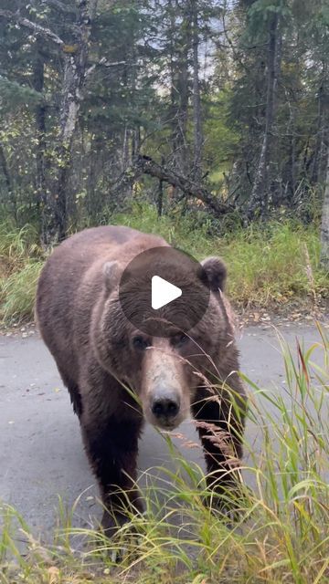 Shaun Downey on Instagram: "What would you do? #explore #reels #bear #naturegeography #wild #grizzly" Funny Bear Pictures, Grizzly Bear Photography, Bear Video, Gevalia Coffee, Funny Wild Animals, Funny Bird Pictures, Good Morning Animals, Bear Attack, Fun Animals