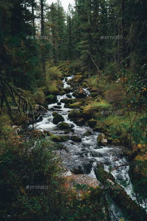 Taiga Forest Aesthetic, Stream In The Forest, Stream In The Woods, Taiga Biome Aesthetic, Scottish Forest Aesthetic, Deep Woods Aesthetic, Taiga Aesthetic, Taiga Landscape, Scottish Forest