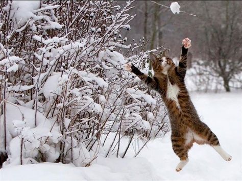 Look! I'm flying... Cat Jumping, Snow Humor, Jumping Cat, Snow Pictures, Winter Cat, Dancing Cat, Cat Facts, Cat Wallpaper, Funny Cat Videos