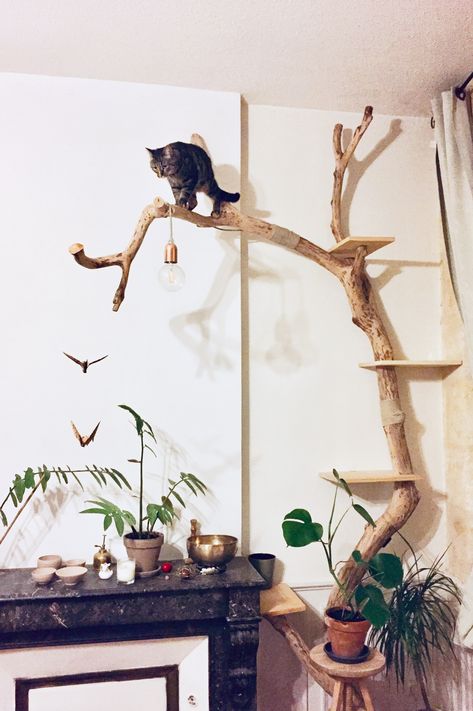 Diy Catification Ideas, Real Branch Cat Tree, Drift Wood Cat Tree, Tree Branch Cat Tree, Cat Tree Branch Diy, Cat Tree On Wall, Diy Cat Tree Real Branches, Barkitecture Ideas, Branch Cat Tree