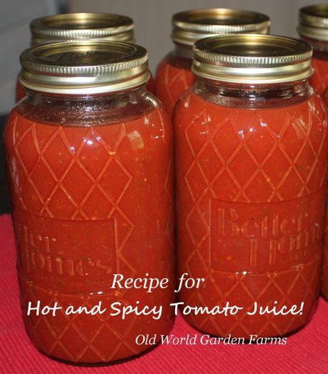 hot and spicy tomato juice Archives - Old World Garden Farms Spicy Tomato Juice, Canning Tomato Juice, Homemade Tomato Juice, Tomato Juice Recipes, V8 Juice, Canning Pickles, Canning Vegetables, Canning Jar Lids, Canning Food Preservation