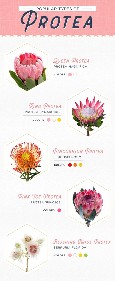 Flower Charts, Protea Plant, Protea Wedding, Daisy Wedding Flowers, Hydrangea Bouquet Wedding, Garden Wedding Bouquet, Wedding Wallpaper, Peony Bouquet Wedding, Protea Flower