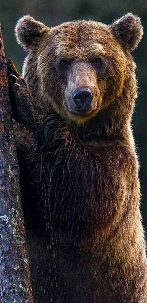 Bear Portrait Photography, African Animals Photography, Alaskan Wildlife, Bear Portrait, Wildlife Wallpaper, Wild Animals Photography, Bear Artwork, Bear Carving, Bear Photos