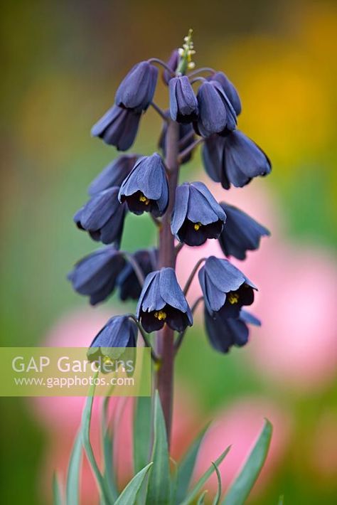 >Fritillaria persica Fritillaria Persica, Frittilaria Meleagris, Fritillaria Rubra Maxima, Orlaya Grandiflora, Fritillaria Meleagris Alba, Black Garden, Beautiful Yards, Types Of Roses, Plant Photography