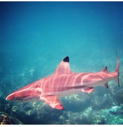 Very rare PINK shark...and yes, it's real!  PINK, PINK, YOU STINK!  ROFLMAO.  Very beautiful/awesome!!! Quick Drawings, Pink Shark, Swimming In The Ocean, Shark Pictures, Mermaid Barbie, Ocean Floor, Water Animals, On The Ocean, Underwater Creatures