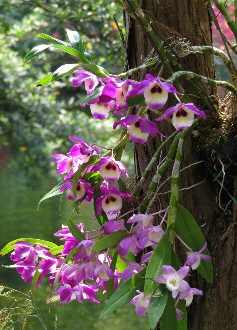 These gorgeous orchids in Hong Kong Park are growing on the tree trunk. Hong Kong Architecture, Amazing Plants, Beautiful Orchids, Forest Floor, Green House, Vibrant Flower, Flower Show, Flora And Fauna, The Tree