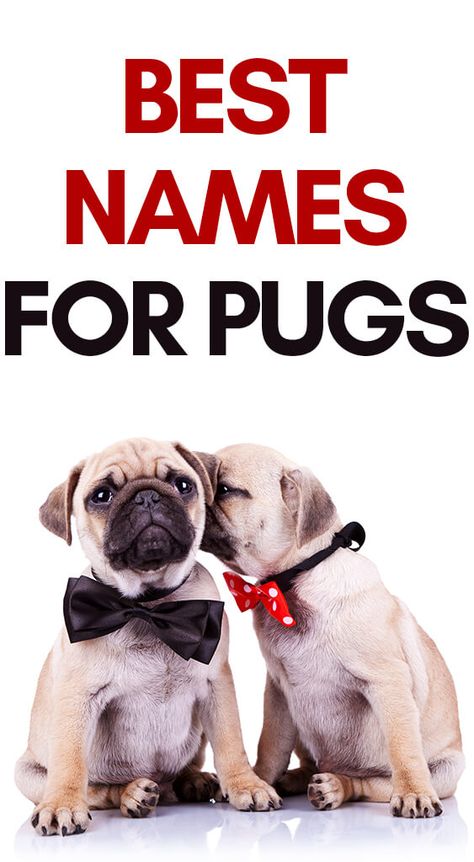 Girl Pug Names, Cute Puppy Names, Dog Names Unique, Pug Names, Boy Dog Names, Girl Dog Names, Disney Names, Best Names, Names Boy