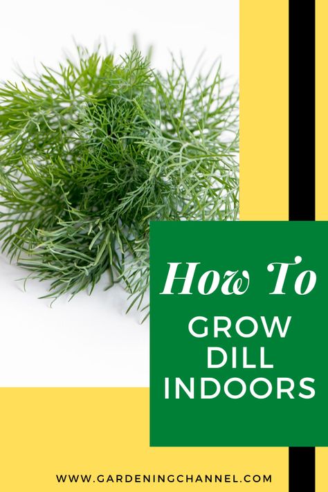 harvested dill with text overlay how to grow dill indoors Harvest Dill, Growing Dill, Grow Dill, Grow Plants Indoors, How To Grow Dill, Homemade Pickles Dill, Seed Starter Kit, Pumpkin Garden, Growing Pumpkins