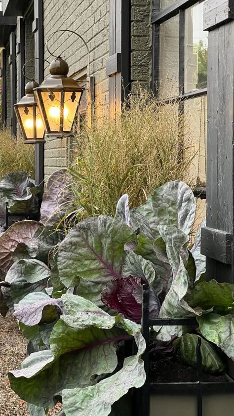 fall / winter window box with ornamental kale Autumn Window Boxes, Winter Window Box Ideas, Fall Houses Exterior, Window Box Ideas, Wood Window Boxes, Detroit Garden Works, Panicum Virgatum, Boxwood Landscaping, Winter Window Boxes