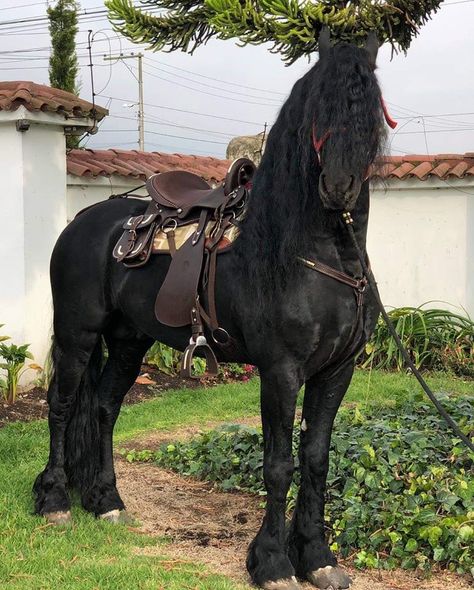 Caballos Frisian, Freisen Horses, Frisian Horse, Belgian Horse, Friesian Stallion, Horse Braiding, Horse Inspiration, Dream Horse, Horse Gear