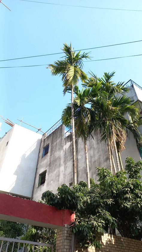 #snap #aesthetic #cloudscape #sky #noon #talltress Sky Snap, Snap Aesthetic, Rainy Days, Palm Tree, Palm Trees, Quick Saves