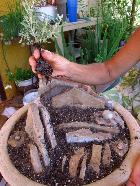 Outdoor Rock Garden Ideas With Pots, Container Rock Garden Ideas, Rock Garden In A Pot, Crevice Rock Garden, Crevice Garden Ideas, Dish Garden Ideas Diy, Rock Garden With Potted Plants, Outdoor Succulent Garden Pots, Alpine Garden Ideas