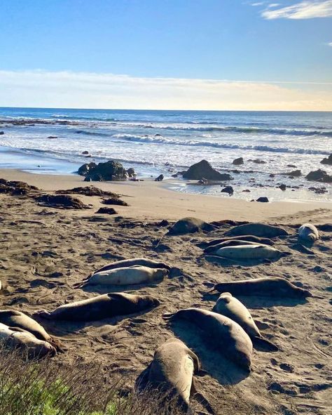 San Simeon Zebras | San Simeon, California San Simeon California, Elephant Seals, Male Elephant, Elephant Seal, San Simeon, Seal Pup, Highway 1, Learn To Swim, December 16