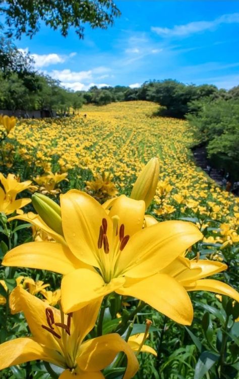 Field Of Lilies, Lilium Flower, Painting Inspo, Lily Flower, Flower Field, Love Flowers, Amazing Flowers, Yellow Flowers, Live Life