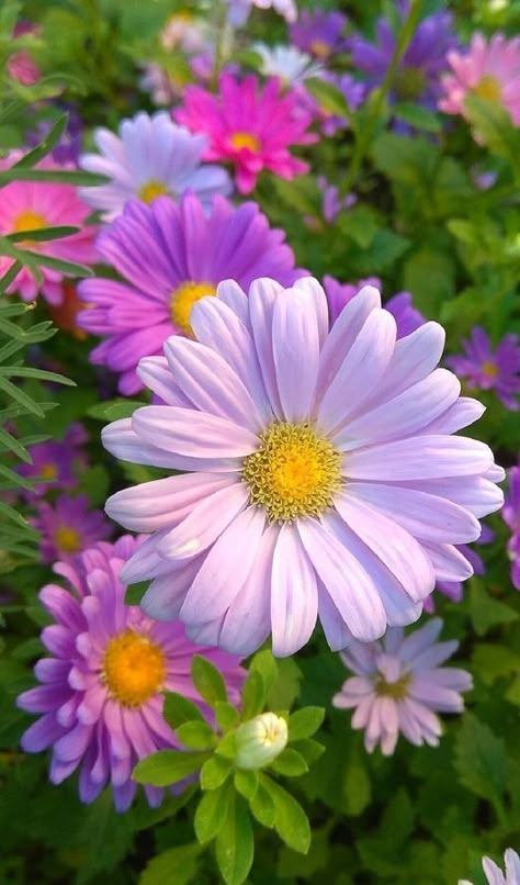 Aster Flower Aesthetic, Aster Flower, Bloom Where Youre Planted, Lovely Flowers Wallpaper, Beautiful Flowers Garden, Flower Therapy, Flower Art Images, Beautiful Flowers Pictures, Morning Flowers