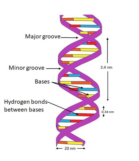 Explain the double helix structure of DNA with a labeled diagram. Double Helix Dna, Nitrogenous Base, Dna Structure, Dna Technology, Biology Projects, Covalent Bonding, Human Anatomy And Physiology, Double Helix, Molecular Biology