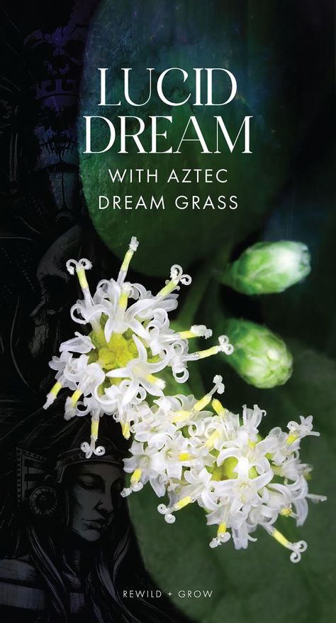 Aztec Dream Grass (Calea zacatechichi) is called THE dream herb because it is one of the most potent oneirogenic (dream-inducing) plants in the world. The magic is found in REM sleep cycles. Dreams are said to be more vibrant, lucid, memorable, and otherworldly. Lucid Dream Herbs, Rem Sleep Cycle, Dream Herbs, Herbal Medicine Recipes, Lucid Dream, Rem Sleep, Magic Herbs, Lucid Dreaming, Brain Health