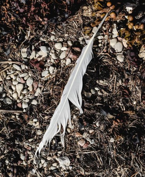 9 Spiritual Meanings Of Finding A White Feather? Finding A White Feather Meaning, White Feather Meaning, Finding Feathers, Feather Symbolism, Feather Meaning, Owl Feather, Native American Symbols, Eagle Feathers, American Symbols