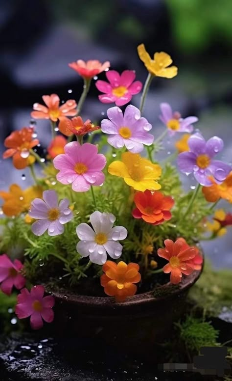 Pretty Flowers Photography, Beautiful Flowers Images, Beautiful Flowers Photos, Lovely Flowers Wallpaper, Wallpaper Nature Flowers, Beautiful Rose Flowers, Beautiful Flowers Pictures, Morning Flowers, Good Morning Flowers