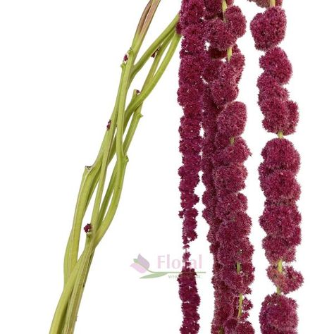 Amaranthus Super Long Hanging Red, 70-80cm, 5 Stem Bunch - Potomac Floral Wholesale Stem Flowers, Long Stem Flowers, Silver Spring, Wedding Flowers, Flowers, Floral, Red