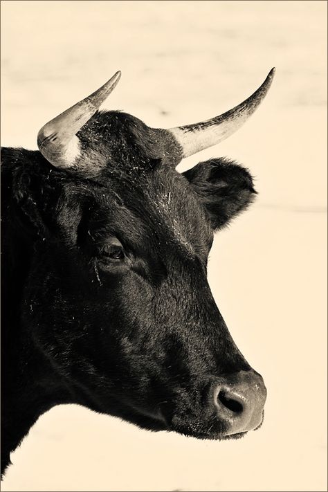 Bull Photography, Picasso Ceramics, Christmas Cows, Dnd Party, Bucking Bulls, All Black Tattoos, Bull Art, Album Frames, Bull Riders