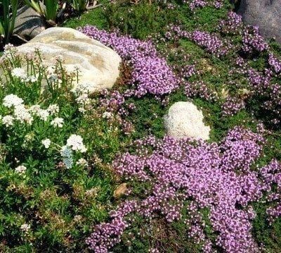 Creeping Thyme Plant Care - How To Plant Creeping Thyme Ground Cover Elfin Thyme, Red Creeping Thyme, Growing Thyme, Grass Alternative, Thyme Plant, Creeping Thyme, Flowers Growing, Ground Cover Plants, Planting Herbs