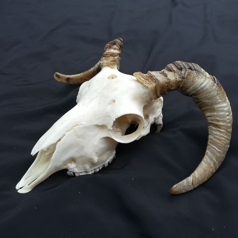 Bone Reference, Skull Studies, Skull Reference Animal, Goat Bone, Goat Skull Side View, Horned Animal Skull, Animal Horns, Animal Skull Sculpture, Small Skull Tattoo