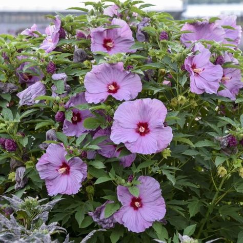 Mallow Plant, Rose Mallow, Hibiscus Garden, Hardy Hibiscus, Hibiscus Plant, Blue Plants, Fast Growing Plants, Pink Petals, Flowering Shrubs