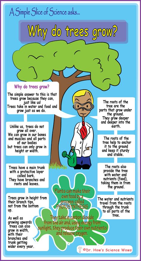 A Simple Slice of Science – Why do trees grow #science #kids #questions #trees Science Questions For Kids, Everyday Science, Science Kids, Kids Questions, English Stories For Kids, Fun Facts For Kids, Science Questions, Science Stories, Grandparenting