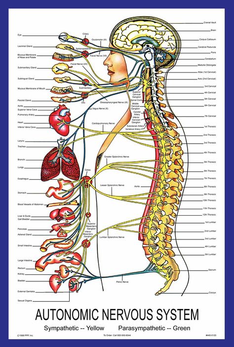 What is Dysautonomia? Nervous System Diagram, Human Nervous System, Sistem Saraf, Bolesti Chrbta, Health Images, Peripheral Nerve, Cranial Nerves, Human Body Anatomy, Autonomic Nervous System