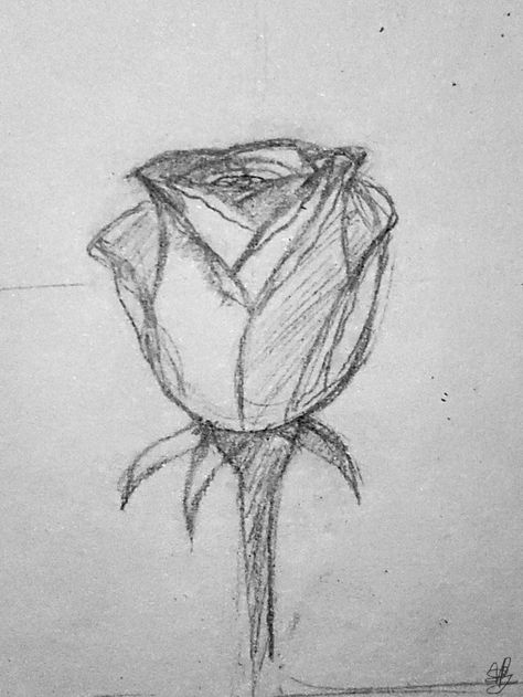 A sketch of a semi-open rose done in pencil on a light gray-ish background. Its stem is halfway shown along with three leaves sticking outward. Simple Vintage Drawings, White Rose Drawing Simple, Flower Sketch Reference, Cool Sketch Ideas Vintage, Roses Drawing Simple, Flower Sketches Easy, Rose Drawing Reference, Rose Sketch Simple, Quick Sketches Easy