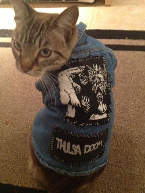 Cats in punk vests: yes: Heavy Metal Cat, Punk Cats, Battle Jackets, Cat Pose, Grey Cats, Cat Care, I Love Cats, Pretty Cats, Crazy Cat