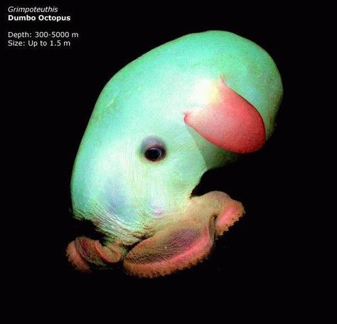 mariana trench creatures - Grimpoteuthis Dumbo Octopus Depth 3005000 m Size Up to 1.5 m Deep Sea Life, Mariana Trench, Dumbo Octopus, Creature Marine, Ugly Animals, Fauna Marina, Marianas Trench, Deep Sea Creatures, Underwater Creatures