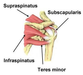 Anatomy Shoulder, Rotator Cuff Muscles, Shoulder Anatomy, Rotator Cuff Exercises, Shoulder Rehab, Rotator Cuff Tear, Shoulder Impingement, Rotator Cuff Injury, Strength Exercises