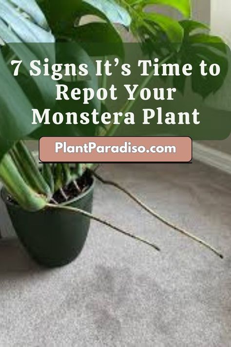 7 Signs It’s Time to Repot Your Monstera Plant Monstera Repotting, Repotting Monstera, Monstera Plant Care, Plant Care Houseplant, Root Rot, Inside Plants, Indoor Plant Care, Big Leaves, Monstera Plant