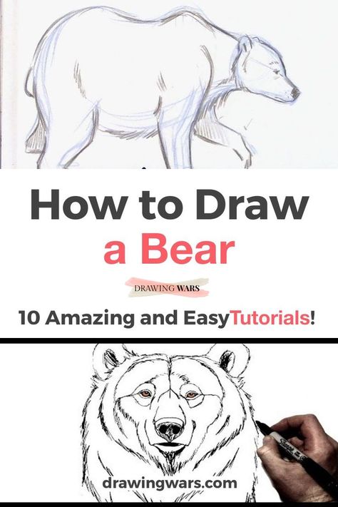 Drawing A Bear, Draw A Bear, Bear Drawing Simple, Bears Drawing, Bear Drawing Sketches, Black Bear Drawing, How To Draw A Bear Easy, Bear Line Drawing, Bear Drawings