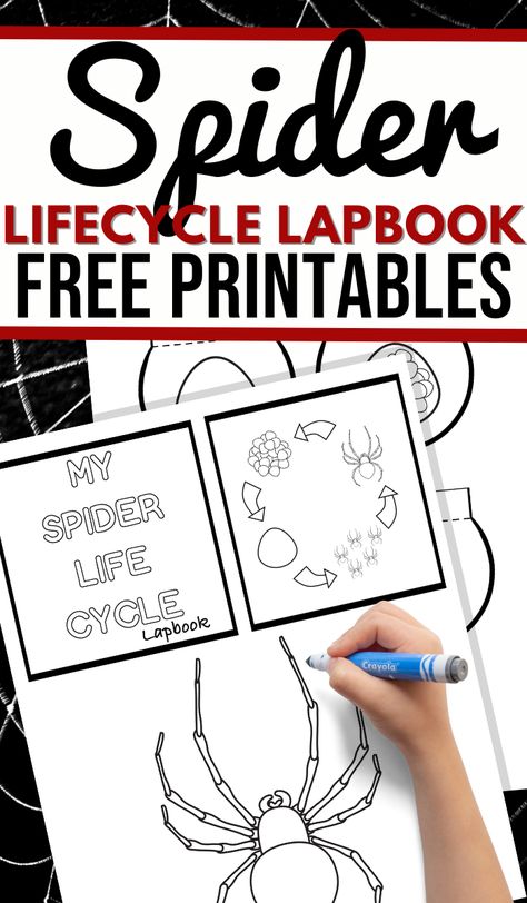 This Spider Lifecycle Lapbook is perfect for teaching the kids all about the life cycle of a spider. Tons of learning fun! #spiderlearning #lifecycles #freeprintables #3boysandadog Spider Life Cycle Craft, Spider Life Cycle Printable Free, Spiders Unit Study, Spider Unit 1st Grade, Spider Lessons, Spider Printable, Spider Fact, Spider Activities, Wolf Spider