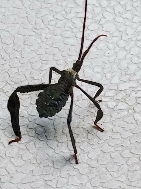 Leaf-footed bug nymph Insect Legs, Leaf Footed Bug, Reptiles, Mammals, Bugs, Insects, Salad, Animals, Quick Saves