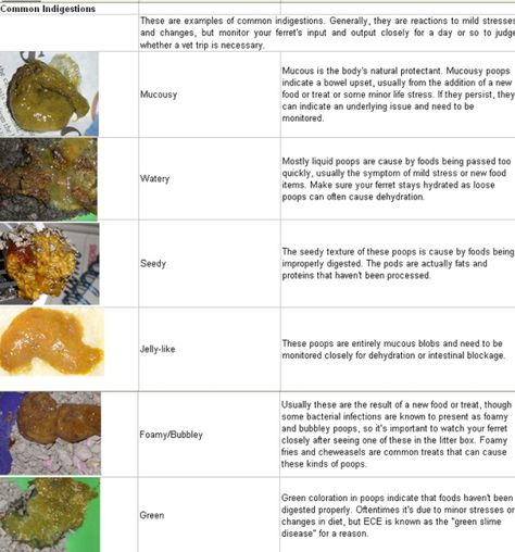 Poop chart for healthy ferrets! #ferret #healtypoop #ECE Stool Color Chart, Ferret Diet, Ferret Diy, Ferret Toys, Ferrets Care, Baby Ferrets, What Is Normal, Funny Ferrets, Ferret Cage