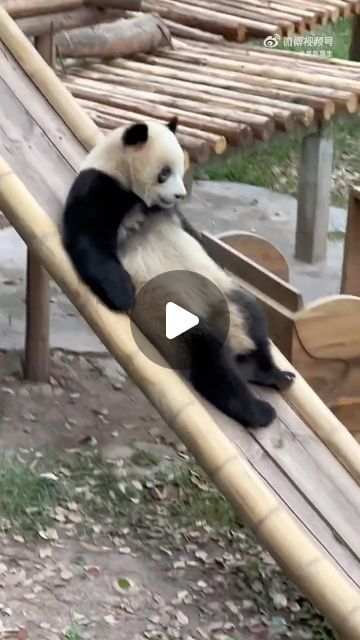 Funny Pandas Videos, Animal Crossing Animals, Silly Panda, Log Bridge, Panda Videos, British Humour, Pandas Playing, Panda Gif, Funny Panda