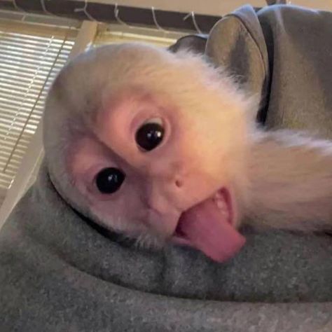 Two Monkeys Selfie, Pfp For Mom Contact, Monkey Selfie, Contact Pictures, Spam Pics, Cute Monkey Pictures, Crazy Pictures, Tiktok Us