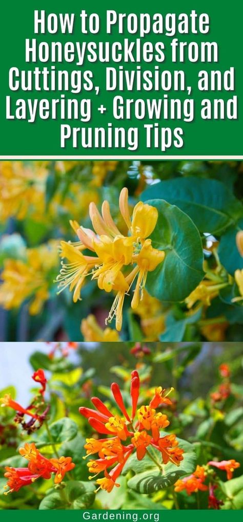 How to Propagate Honeysuckles from Cuttings, Division, and Layering + Growing and Pruning Tips How To Propagate Honeysuckle From Cuttings, How To Propagate Honeysuckle, Honeysuckle Plant, Honeysuckle Vine, Diy Compost, Rooting Hormone, Overwintering, Plant Diseases, Houseplants Indoor