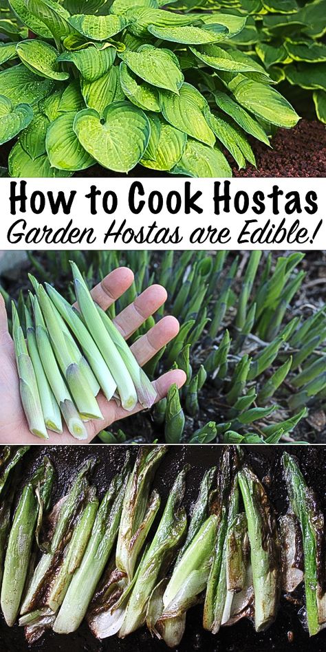 How to Cook Hostas Wild Foraging, Wild Food Foraging, Foraging Recipes, Edible Wild Plants, Backyard Shade, Foraged Food, Hosta Plants, Shade Perennials, Wild Edibles