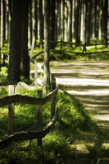 Forest Fence, Pokemon Regions, Have A Great Weekend, Summer Vibes, Art Inspo, Fence, Tree Trunk, Landscaping, Vision Board